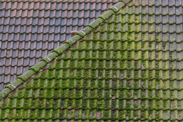 Algae and black streaks on a roof. Roof Algae removal Naples